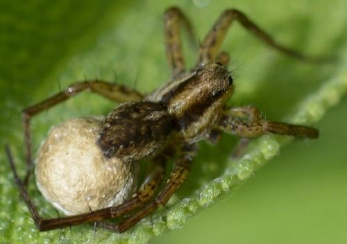 Pardosa nigriceps